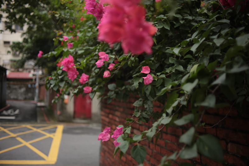 plant, vulnerability, petal, blossom, close-up, freshness, architecture, rose, vase, geranium, outdoors, flowering plant, planter, plant part, leaf, nature