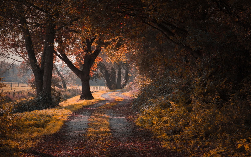 1080P, dirt, grass, leaves, shadow, dirt road, trees, shrubs, landscape, nature, road, fall