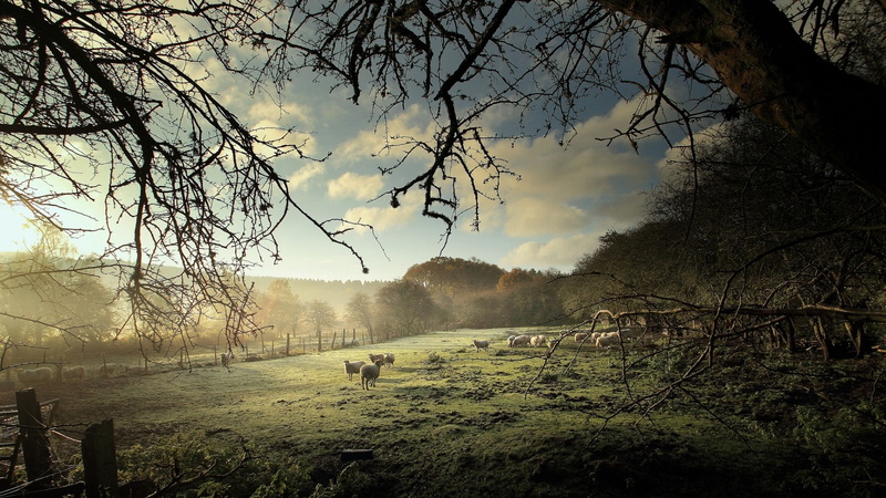 grass, mist, branch, fence, trees, nature, field, sheep, 1080P, animals, landscape