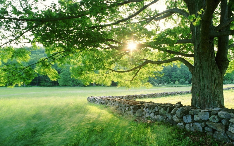 spring, nature, grass, rocks, leaves, landscapes, stone, fence, seasonal, fields, trees, 1080P, sun, sunlight