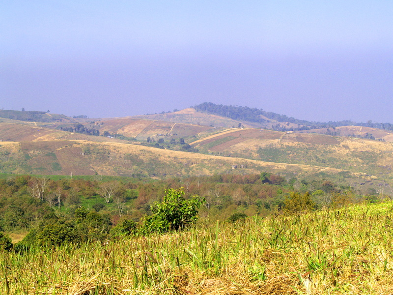 wood, plant, land, scenics - nature, beauty in nature, tranquility, 2K, hill, field, thailand, fog, hills, growth, non-urban scene, plants, landscape