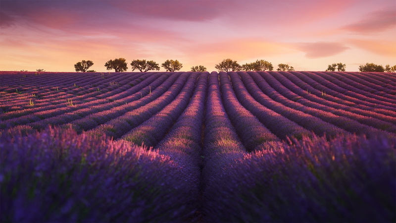 afterglow, field, lavender, lavender field, domaine de valx, evening, valensole plateau, plateau, purple, blossom, avender blossom, 1080P, agriculture