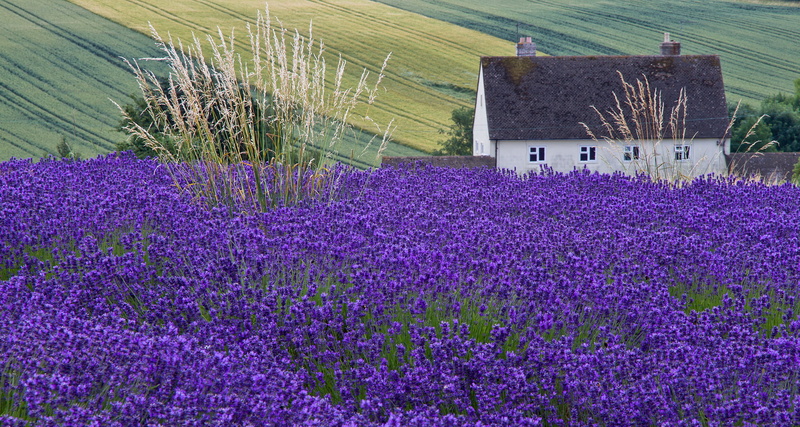farmhouse, landscape, growth, scenics - nature, architecture, lavender Coloured, scenics, field, village, flower, europe, no People, plateau De Valensole