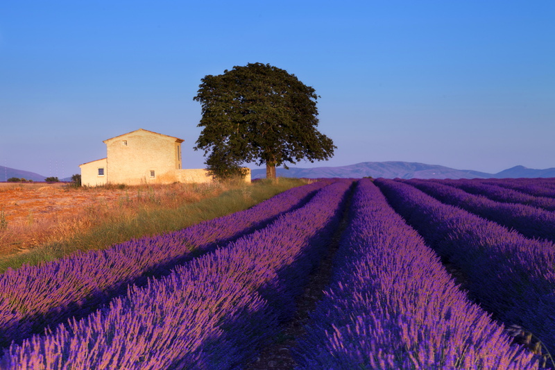 France, field, flower Head, sunlight, in A Row, plants, travel, provence-Alpes-Cote dAzur, pink Color, landscape, lavender, europe, tree, meadow, plant