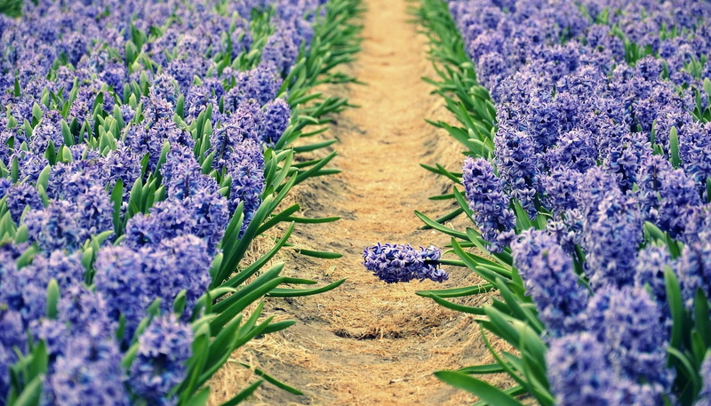 growth, summer, track, field, outdoors, botany, perfume, beauty In Nature, fragility, scented, lavender, multi Colored, vulnerability, spring, flower, flower Head