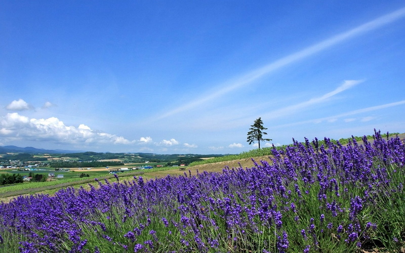 flower, purple, sky, landscape, fragility, tranquility, green, agriculture, slope, scenics - nature, nature, flowerbed, flowering plant, summer, tree, rural Scene