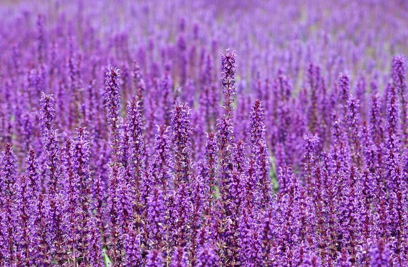 springtime, land, colors, petaled, herbal Medicine, blossom, plateau De Valensole, aromatherapy, lavender Coloured, pink Color, landscape, scented, flowering plant