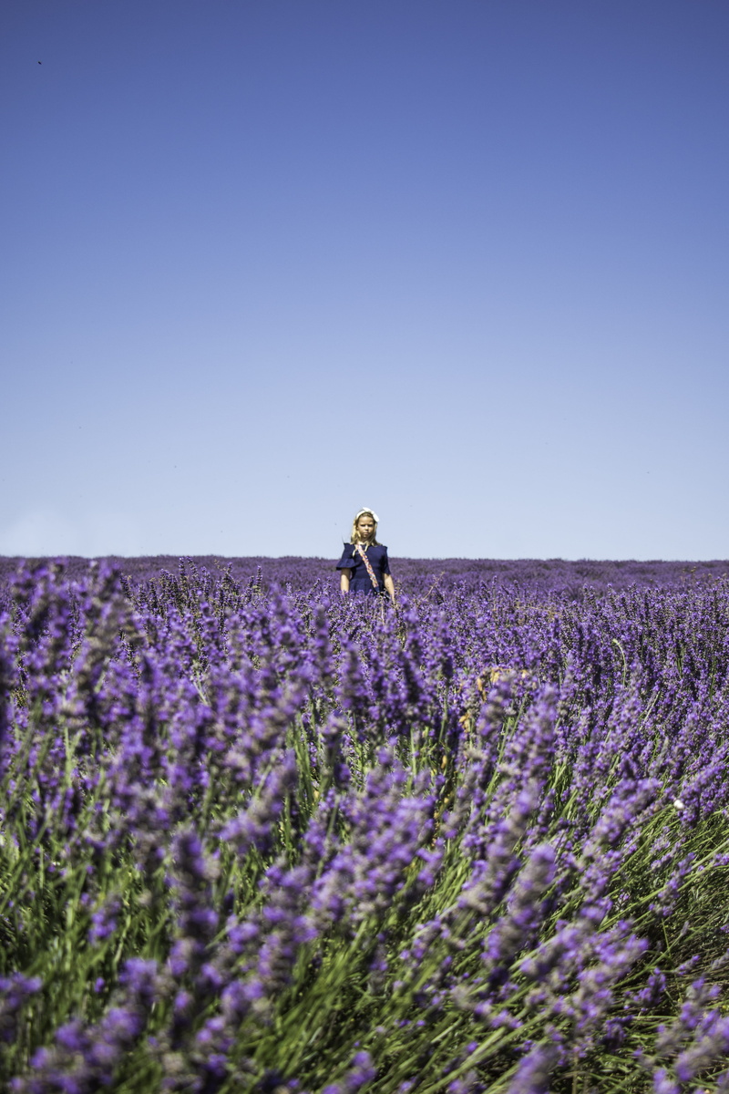 valensole, lavender, lifestyles, outdoors, smiling, standing, copy Space, springtime, explore, blue sky, sky, beautiful, agriculture, adult, children, cheerful
