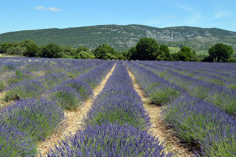 near, rural Scene, lavender colored, summer, provence-Alpes-Cote dAzur, landscaped, field, flowering plant, plateau De Valensole, land, Landscape, environment