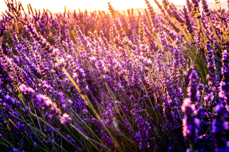 rural Scene, sunlight, plateau De Valensole, sunny, meadow, no People, landscaped, season, botany, farm, nature, springtime, purple, vibrant Color, blue