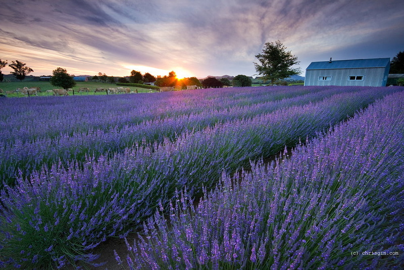 photo, nature, flower, summer, lavender, flowers, golden hour, golden, blue, Dusk, sunset, field, 480P, new zealand, Purple, farm, beauty In Nature, agriculture