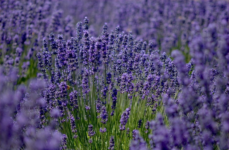 growth, france, herb, softness, flowerbed, nature, outdoors, scented, rural Scene, flowering plant, lavender colored, aromatherapy, flower, land, lavender Coloured