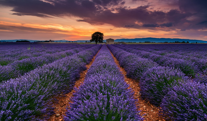 field, July, purple, tree, green Color, landscape, petaled, clouds, lavender Coloured, sun, outdoors, plant, beauty In Nature, farm, Provence, non-Urban Scene