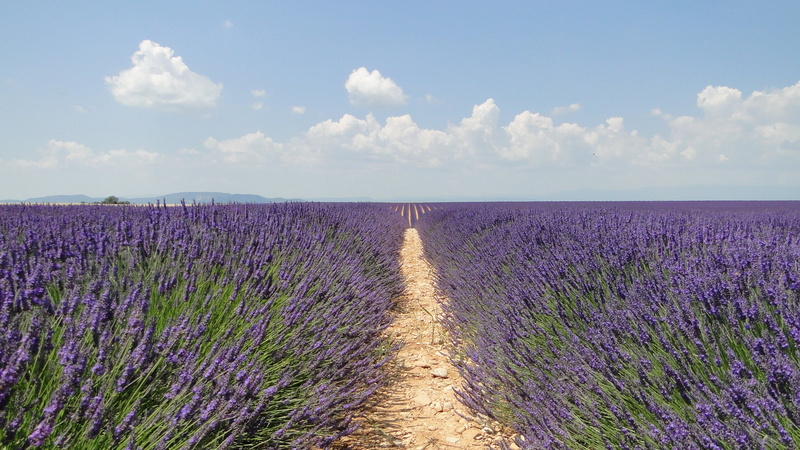valensole, purple, cloud - sky, lavender colored, tranquility, no people, landscape, lavender, beauty in nature, agriculture, summer, provence-Alpes-Cote dAzur