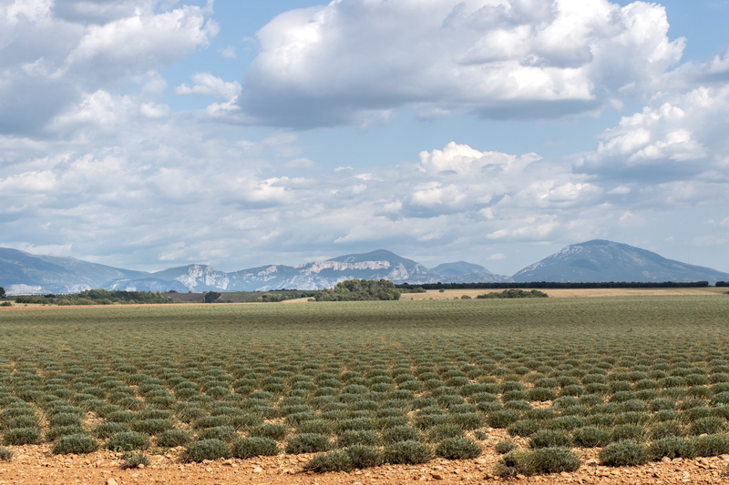 background, tranquility, plateau, mountain, beautiful landscape, arid climate, environment, clouds, alpes-de-haute-provence, farm land, 5K, plant, precision