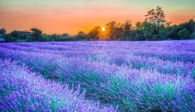 no People, flowers, blue, backgrounds, purple, meadow, blossom, green Color, agriculture, sky, herb, flower, growth, non-Urban Scene, trees, rural Scene