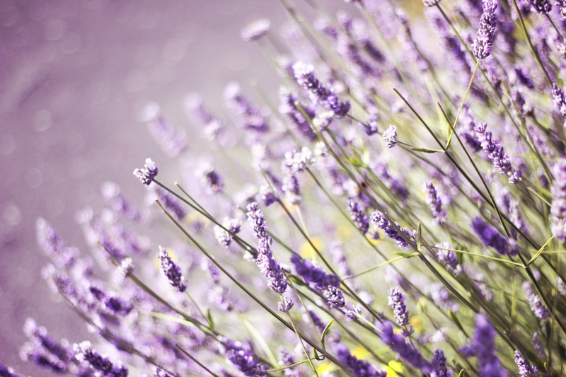 lavender, nature, aromatherapy, scented, season, plant, grass, vulnerability, pink Color, gardening, macro, flower Head, single Flower, french Lavender