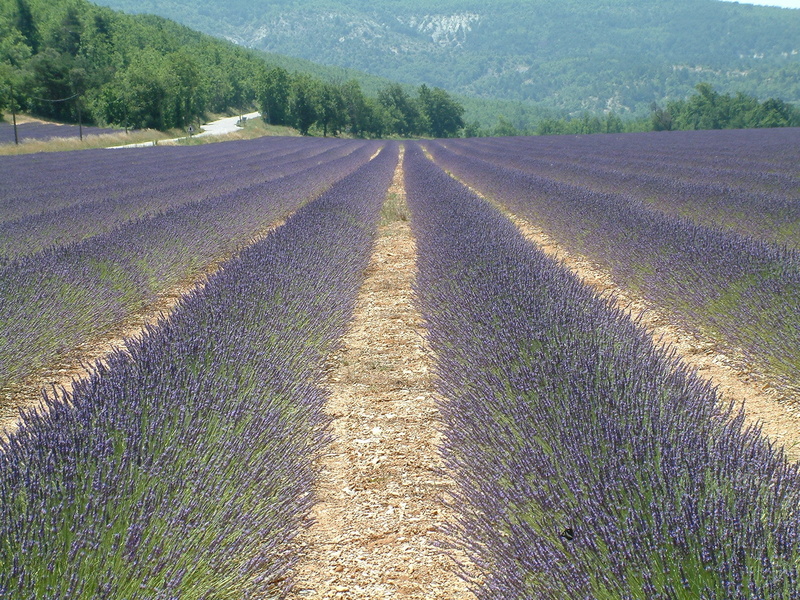 plantation, lavender Coloured, nature, environment, flowering plant, tranquil scene, tranquility, landscaped, outdoors, provence-Alpes-Cote dAzur, blue
