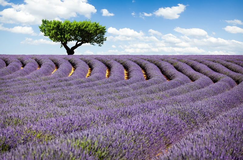 nature, perfume, crop, lavender, outdoors, tranquility, land, day, farm, environment, cloud - Sky, meadow, flower, 5K, rural Scene, beauty In Nature, in A Row