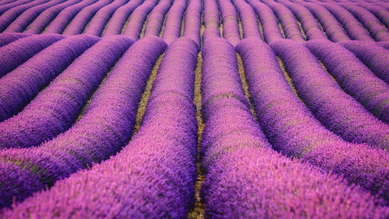 blooming, lavender, purple, flower field, alpes de haute, abundance, rural scene, purple flowers, backgrounds, high angle view, multi colored, field, moustiers sainte marie