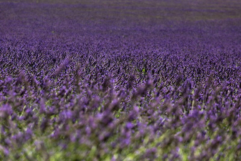 rural scene, field, flowering plant, selective focus, beauty in nature, lavender colored, 5K, flower, scented, sisteron, provence-alpes-cote dazur, landscape