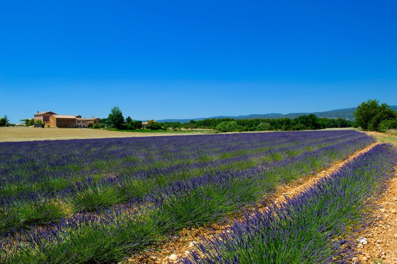 purple, europe, summer, plateau De Valensole, farm, 1080P, provence-Alpes-Cote dAzur, france, landscaped, hill, agriculture, landscape, lavender, blue