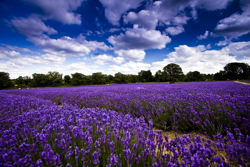 plateau De Valensole, lavender Coloured, europe, france, blossom, lavender, land, non-Urban Scene, farm, rural Scene, multi Colored, beauty In Nature, scenics