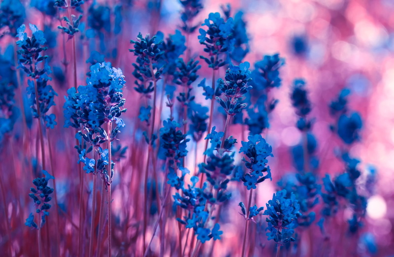 plant, growth, botany, macro, herb, outdoors, blue, petal, bunch of flowers, flower, land, no People, vulnerability, lavender, ornamental garden, softness