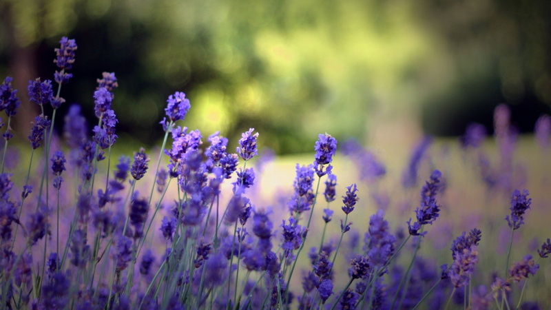 summer, aromatherapy, scented, growth, lavender colored, herbs, herb, defocused, food, multi Colored, food and drink, no People, grass, freshness, herbal Medicine