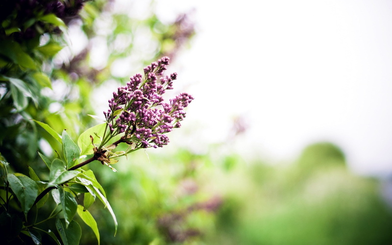 tree, lavender Coloured, petal, insect, purple, pollination, green Color, flowering plant, botany, leaf, beauty In Nature, season, scented, springtime