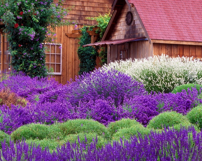 720P, lavender, wood - Material, landscaped, built structure, day, flower Head, purple, bed, house, gardening, landscape, europe, blue, leaf, color Image