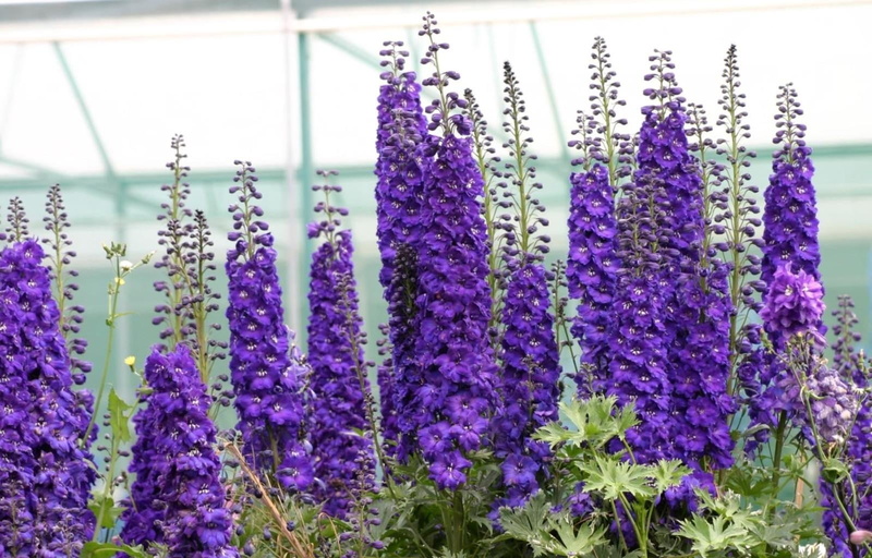 flower, lavender, herbal Medicine, green, bouquet, nature, 720P, beauty In Nature, abundance, flowering plant, bright, herb, scented, flowerbed, green Color