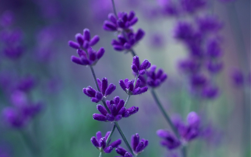 flowers, botany, flower, no People, fragility, pink Color, lavender, 2K, flowerbed, flower Head, multi Colored, blur, field, season, plants, nature, food
