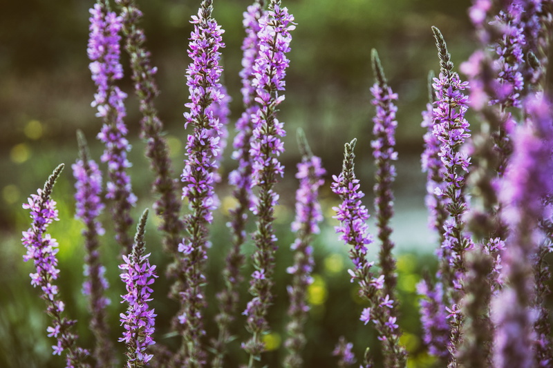 4K, close-up, plants, no People, flowering plant, lavender Coloured, Close-up shot, green Color, selective Focus, natural, purple, plant, coloured, nature