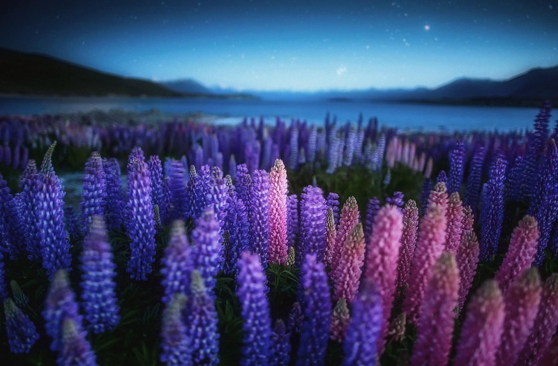 plant, scenics - nature, environment, sharpness, pink Color, land, summer, skyline, pink, blue, mountain, springtime, meadow, no People, night, color Image