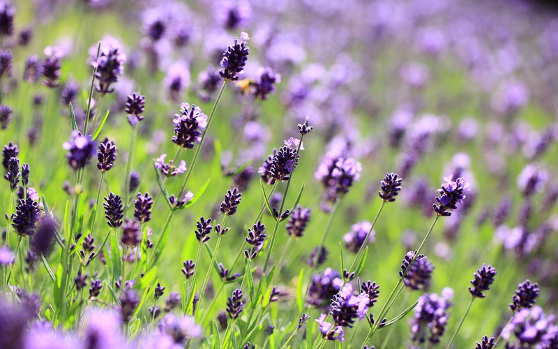 land, growth, outdoors, rural Scene, field, nature, petal, flower, vulnerability, provence-Alpes-Cote dAzur, close-up, flowerbed, macro, herb, flowering plant