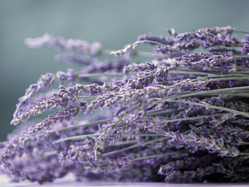 outdoors, plant, flowering plant, vector, focus, nature, beauty In Nature, 1080P, flowers, season, springtime, herbal Medicine, plant part, lilac, herb
