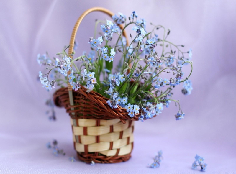 flower arrangement, small, decoration, basket, petal, colored background, flowers, nature, wood - Material, springtime, blossom, studio shot, no People