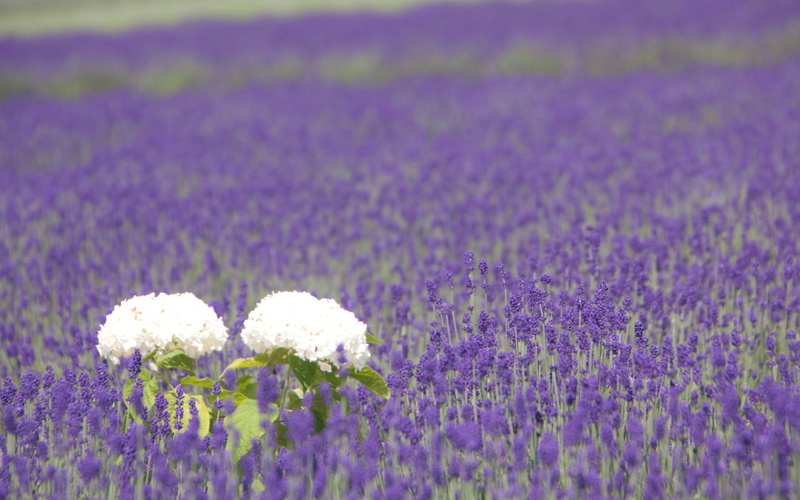 land, vulnerability, freshness, purple, lavender, summer, blue, 720P, pink Color, growth, no People, environment, outdoors, backgrounds, scenics, france