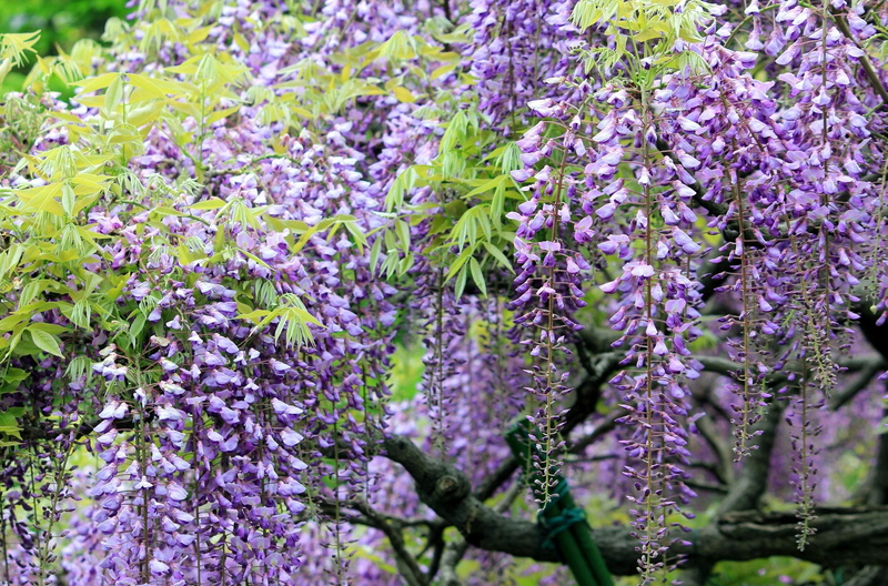 flowering plant, growth, outdoors, scented, nature, grapes, day, flowerbed, green Color, close-up, branches, backgrounds, wisteria, flowers, formal Garden