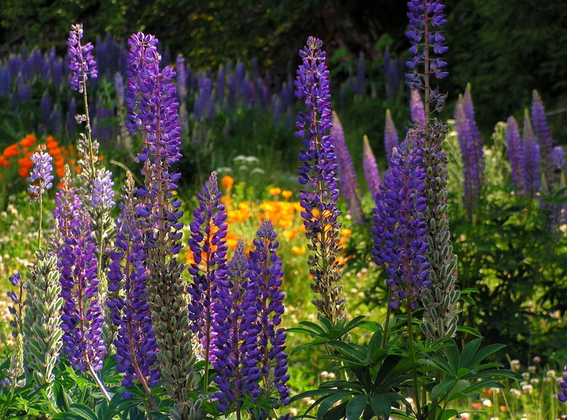 provence-Alpes-Cote dAzur, ornamental garden, tall, purple, herb, leaf, multi Colored, lavender, blue, pink Color, flowering plant, lavender Coloured, flower Head
