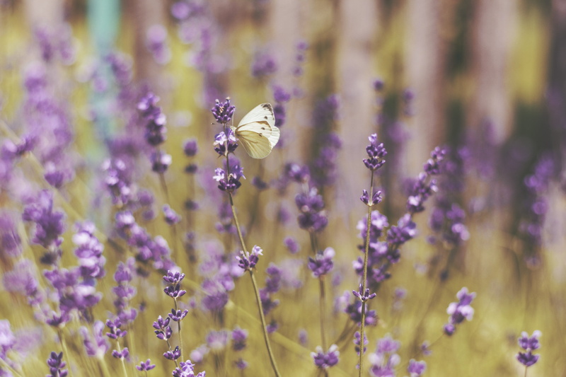 outdoors, beige, freshness, petal, 5K, purple, close-up, herb, insect, flowering plant, field, springtime, animal, small, animal themes, scented, blue