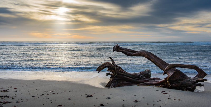 brown, Golden Hour, sea, tree, trunk, Sunset  brown, Nikon, 5K, Water, beach, wooden, f/4G, moss, coastline, Nikkor, Moss Beach, Landscape, AF, 35mm, Outdoors