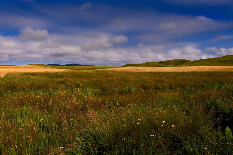 outdoors, land, plant, sky, twilight, sunlight, landscape, tranquility, tranquil scene, non-urban scene, northern california, woodland, beauty in nature