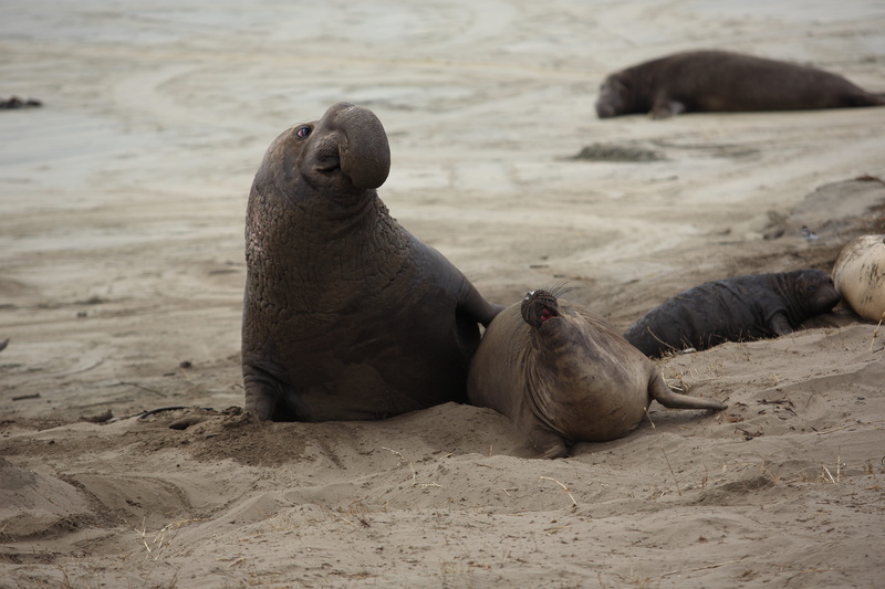 Pup, sand, vertebrate, Nature, day, animals in the wild, California, animal, aquatic mammal, animal wildlife, beach, land, group of animals, sea, sea lion