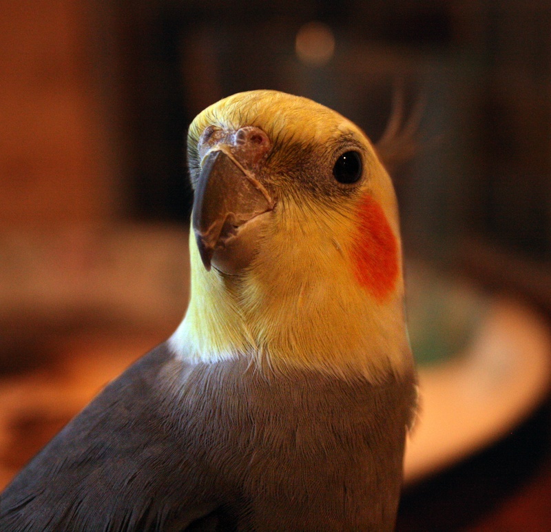 animal, close-up, nature, grey, 2K, animal themes, outdoors, wise, animal wildlife, day, no people, vertebrate, animals in the wild, colors, domestic birds