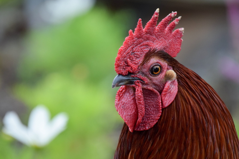 focus on foreground, male animal, close-up, tam, no people, profile view, vertebrate, animal head, 2K, Mohawk Hairstyle, Bird, beak, domestic birds, domestic
