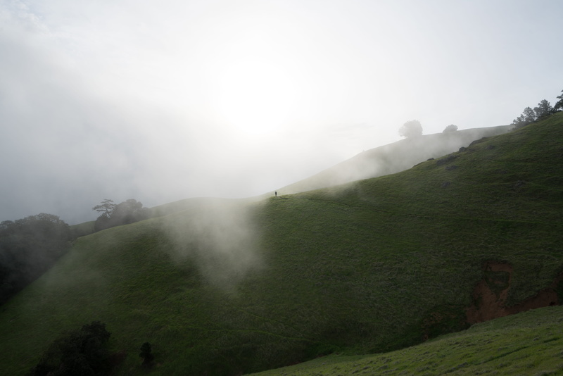 land, fog, tamalpai, san francisco, morning, path, hike, day, mt tam, tree, photo, green, plant, mist, 8K, sky, mount tam, environment, landscape, outdoors