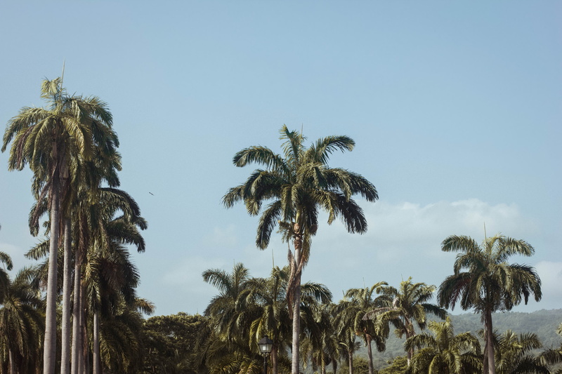 no people, tall - high, growth, tree trunk, tranquility, summer, ocho rios, palm tree, tropical tree, sky, beauty in nature, low angle view, coconut palm tree