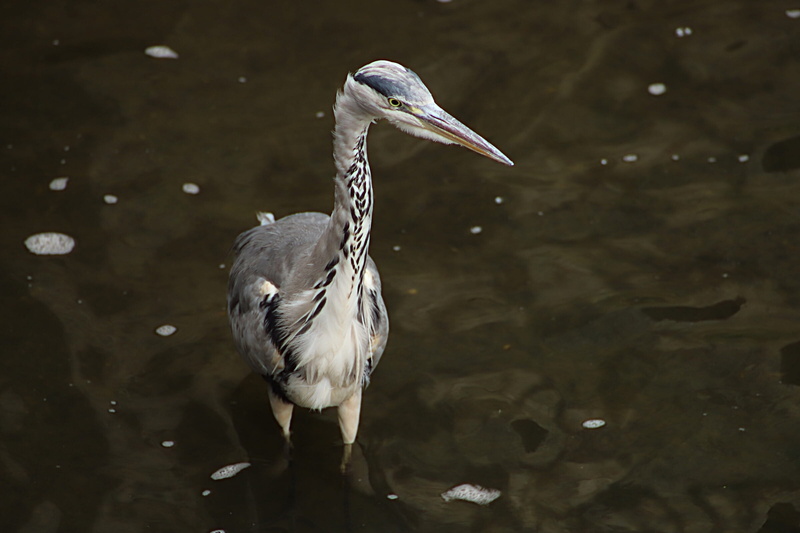 water, showing, 1080P, animal, lake, grey heron, outdoors, heron, water bird, animals in the wild, white, long, pond life, beak, nature, no people, day